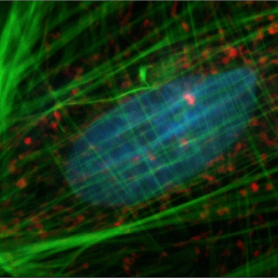 Light microscopy two-day crash course – March 31 – April 1, 2022